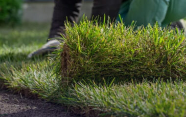 Landscaping Service in Sri Lanka
