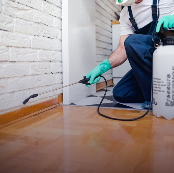 Pest Control Service in Sri Lanka Pest Control Service in Sri Lanka